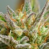 AUTO MOKUM'S TULIP · Dutch Passion · sementes de maconha · Auto Fem