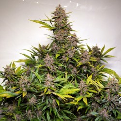 AUTO FORBIDDEN CHERRY ·...