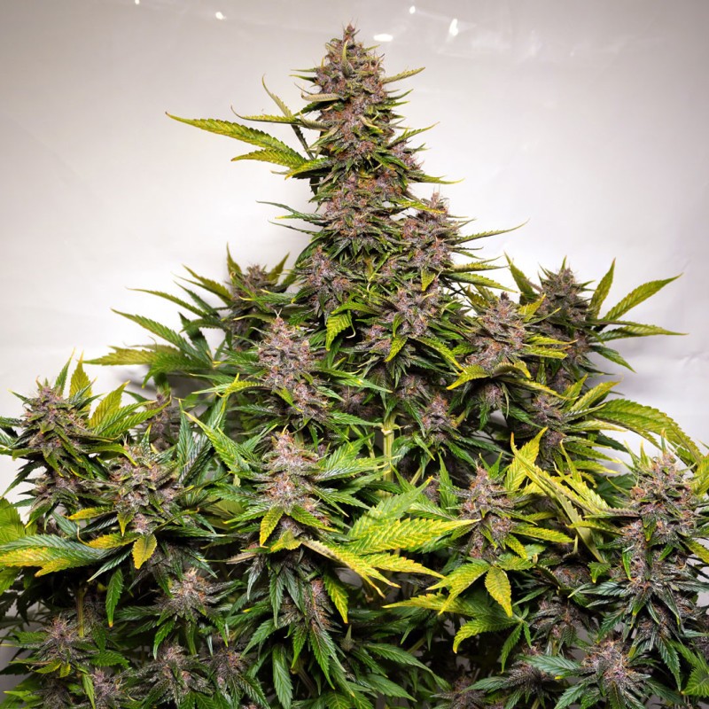 AUTO FORBIDDEN CHERRY · Dutch Passion · cannabis samen · Auto Fem