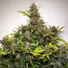 AUTO FORBIDDEN CHERRY · Dutch Passion · cannabis samen · Auto Fem