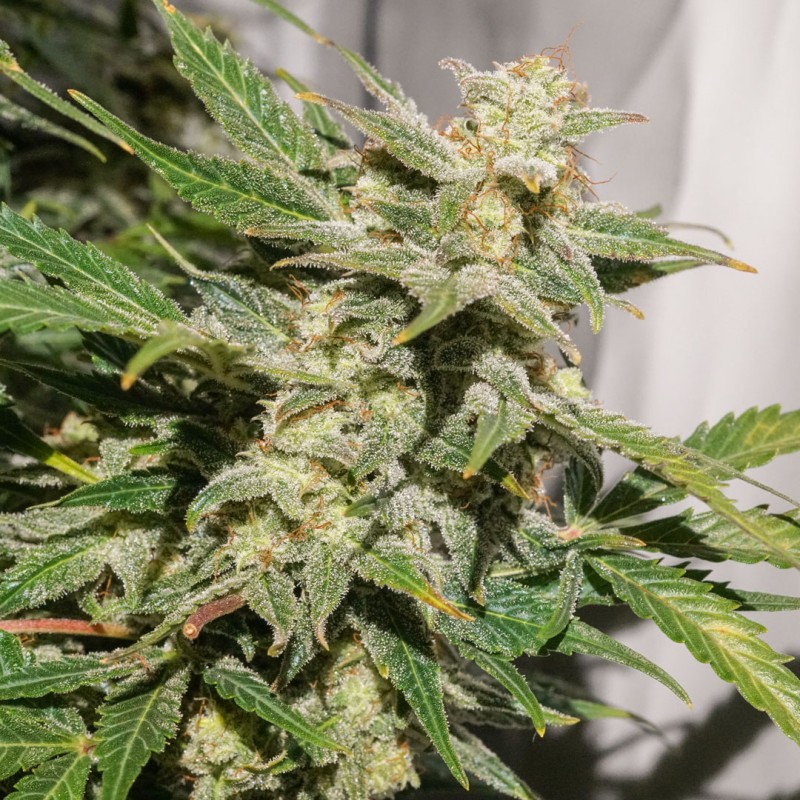 AUTO SFV OG · Dutch Passion · cannabis samen · Auto Fem