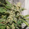 AUTO SFV OG · Dutch Passion · semillas de marihuana · Auto Fem