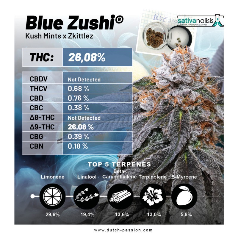 BLUE ZUSHI · Dutch Passion · sementes de maconha · Fem