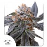 BLUE ZUSHI · Dutch Passion · cannabis samen · Fem