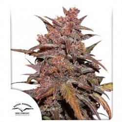 CBD AUTO BLACKBERRY KUSH ·...