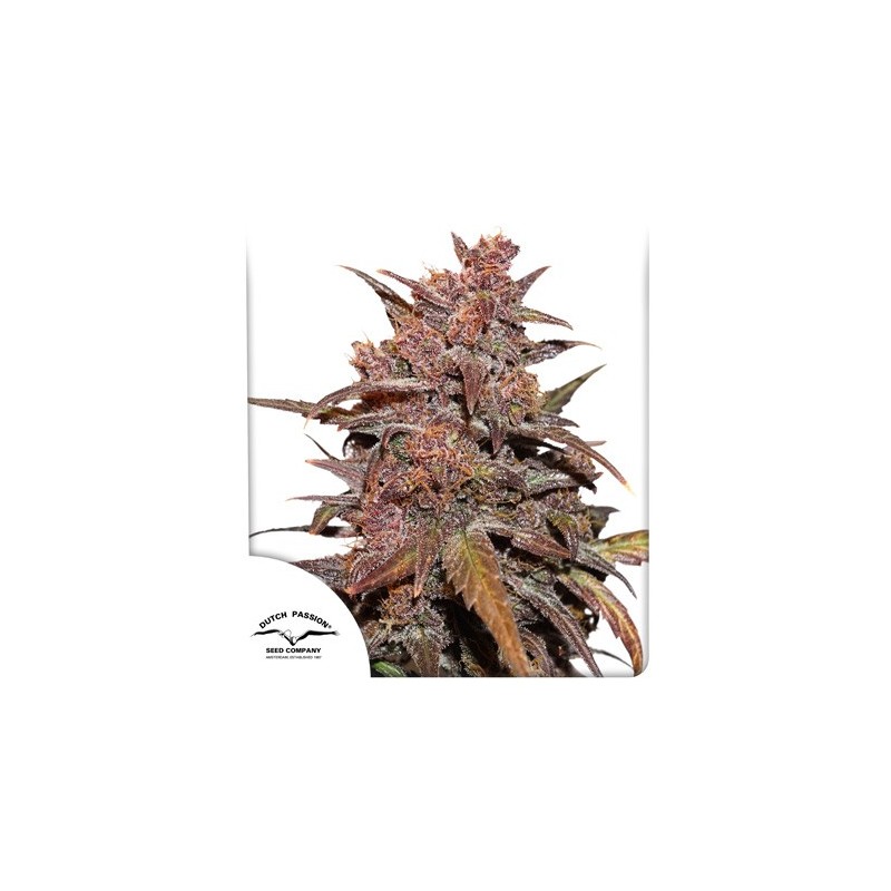 CBD AUTO BLACKBERRY KUSH · Dutch Passion · cannabis samen · Auto Fem