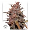 CBD AUTO BLACKBERRY KUSH · Dutch Passion · cannabis seeds · Auto Fem