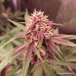 CBD AUTO BLACKBERRY KUSH · Dutch Passion · cannabis seeds · Auto Fem