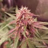 CBD AUTO BLACKBERRY KUSH · Dutch Passion · semillas de marihuana · Auto Fem