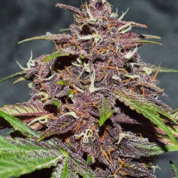 CBD AUTO BLACKBERRY KUSH · Dutch Passion · sementes de maconha · Auto Fem