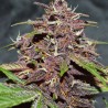 CBD AUTO BLACKBERRY KUSH · Dutch Passion · cannabis samen · Auto Fem