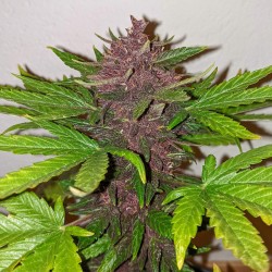 CBD AUTO BLACKBERRY KUSH · Dutch Passion · semi di canapa · Auto Fem
