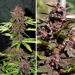 CBD AUTO BLACKBERRY KUSH · Dutch Passion · sementes de maconha · Auto Fem
