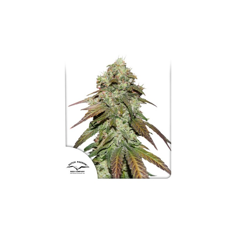 CBD MAZAR · Dutch Passion · graines de cannabis · Fem