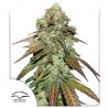 CBD MAZAR · Dutch Passion · graines de cannabis · Fem