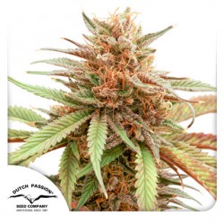 DURBAN DEW · Dutch Passion...