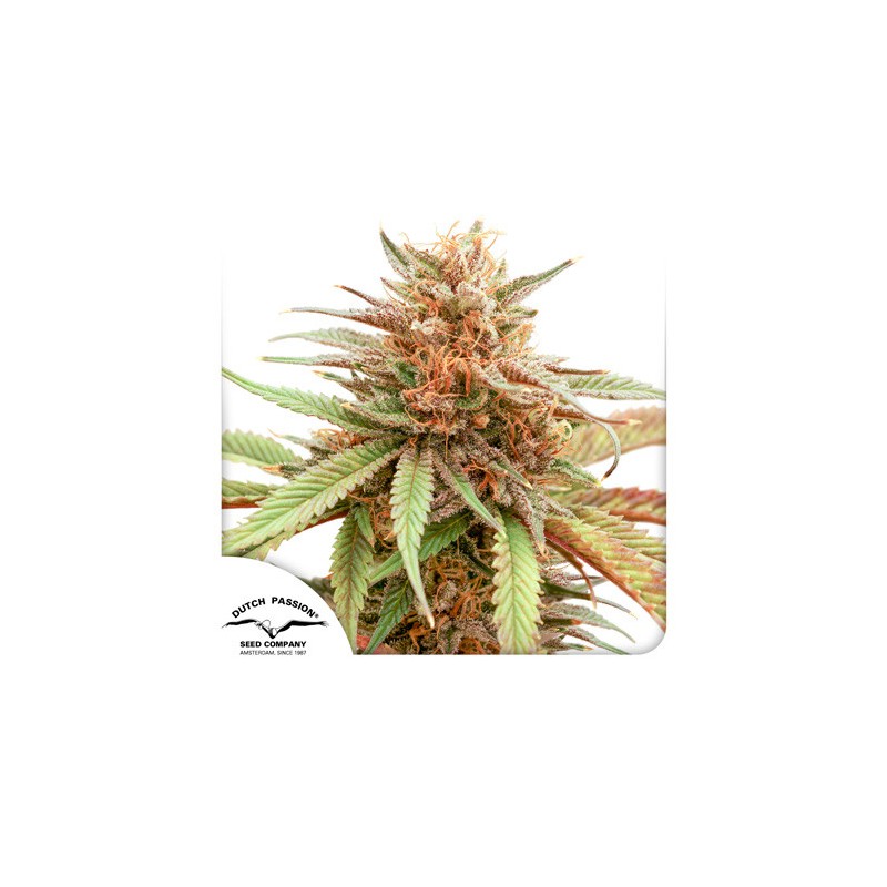 DURBAN DEW · Dutch Passion · cannabis samen · Fem