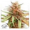 DURBAN DEW · Dutch Passion · semi di canapa indiana · Fem