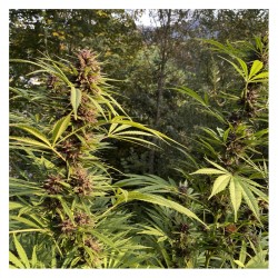 DURBAN DEW· Dutch Passion · graines de cannabis · Fem