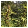 DURBAN DEW · Dutch Passion · cannabis seeds · Fem