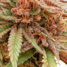 DURBAN DEW · Dutch Passion · cannabis samen · Fem