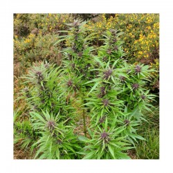DURBAN DEW · Dutch Passion · sementes de maconha · Fem
