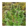 DURBAN DEW · Dutch Passion · sementes de maconha · Fem