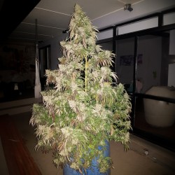 DURBAN DEW · Dutch Passion · semillas de marihuana · Fem