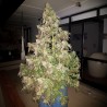 DURBAN DEW · Dutch Passion · sementes de maconha · Fem