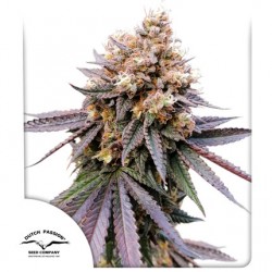 GMO FAST · Dutch Passion · graines de cannabis · Fem