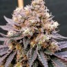 GMO FAST · Dutch Passion · graines de cannabis · Fem