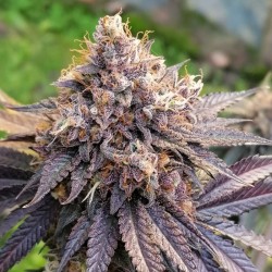 GMO FAST · Dutch Passion · kenevir tohum · Disi · Fem