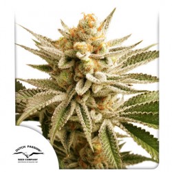 LEMON Z  · Dutch Passion ·...
