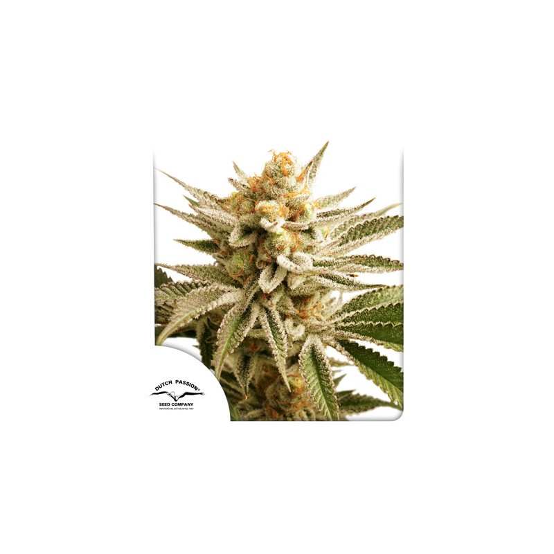 LEMON Z  · Dutch Passion · cannabis samen · Fem