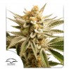LEMON Z  · Dutch Passion · cannabis samen · Fem