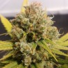 LEMON Z  · Dutch Passion · cannabis samen · Fem