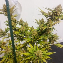LEMON Z  · Dutch Passion · cannabis samen · Fem