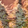 LEMON Z  · Dutch Passion · cannabis samen · Fem