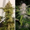 LEMON Z  · Dutch Passion · cannabis samen · Fem