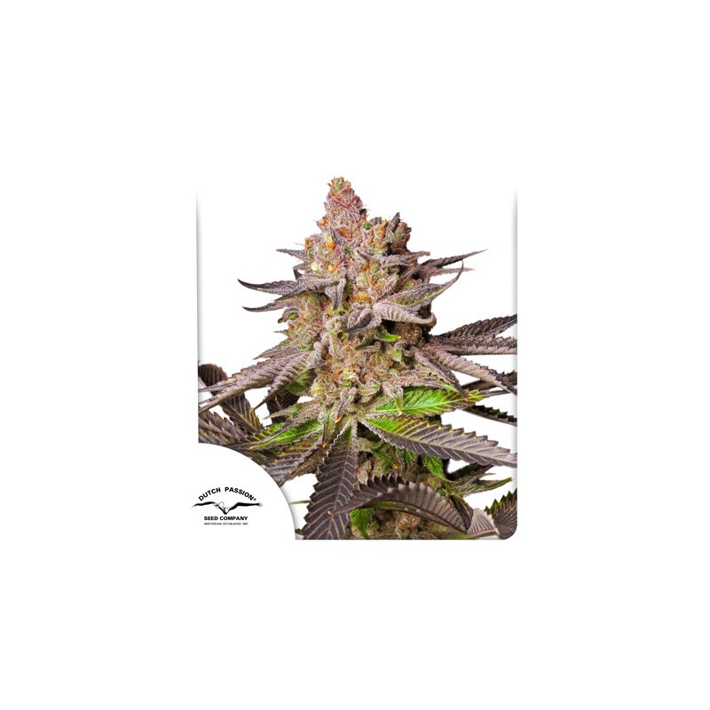 MELONADE RUNTZ · Dutch Passion · semillas de marihuana · Fem