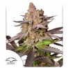 MELONADE RUNTZ · Dutch Passion · cannabis samen · Fem