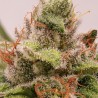 MELONADE RUNTZ · Dutch Passion · cannabis samen · Fem
