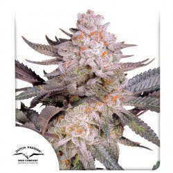 ORANGE BUD 2.0 · Dutch...
