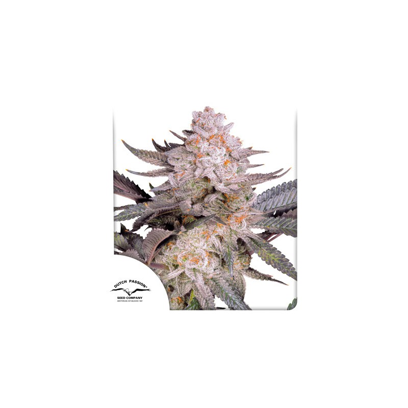 ORANGE BUD 2.0 · Dutch Passion · graines de cannabis · Fem