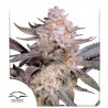 ORANGE BUD 2.0 · Dutch Passion · semi di canapa indiana · Fem
