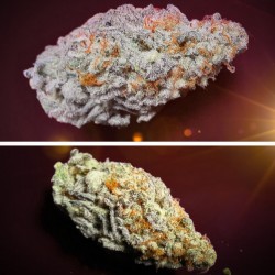 ORANGE BUD 2.0 · Dutch Passion · graines de cannabis · Fem