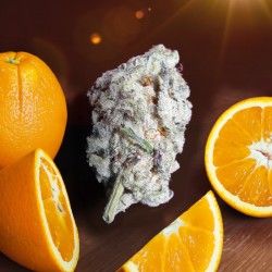 ORANGE BUD 2.0 · Dutch Passion · cannabis samen · Fem