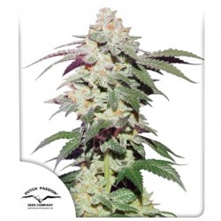 SKYWALKER HAZE · Dutch...