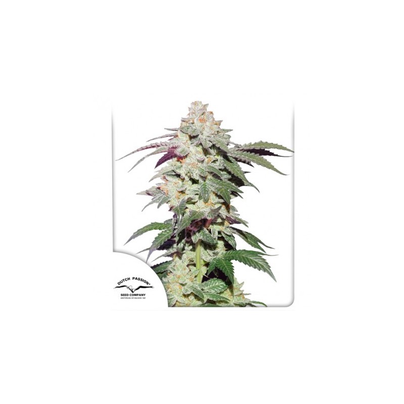 SKYWALKER HAZE · Dutch Passion · semi di canapa indiana · Fem