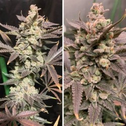 SKYWALKER HAZE · Dutch Passion · graines de cannabis · Fem